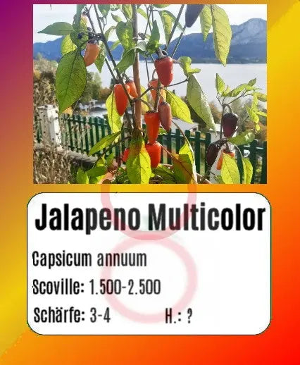 Jalapeño Multicolor DER TOMATENFLÜSTERER