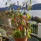 Jalapeño Multicolor DER TOMATENFLÜSTERER