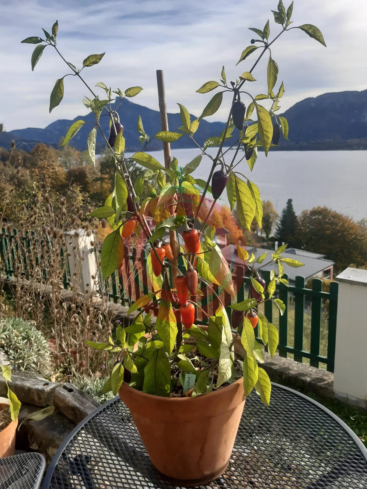 Jalapeño Multicolor DER TOMATENFLÜSTERER