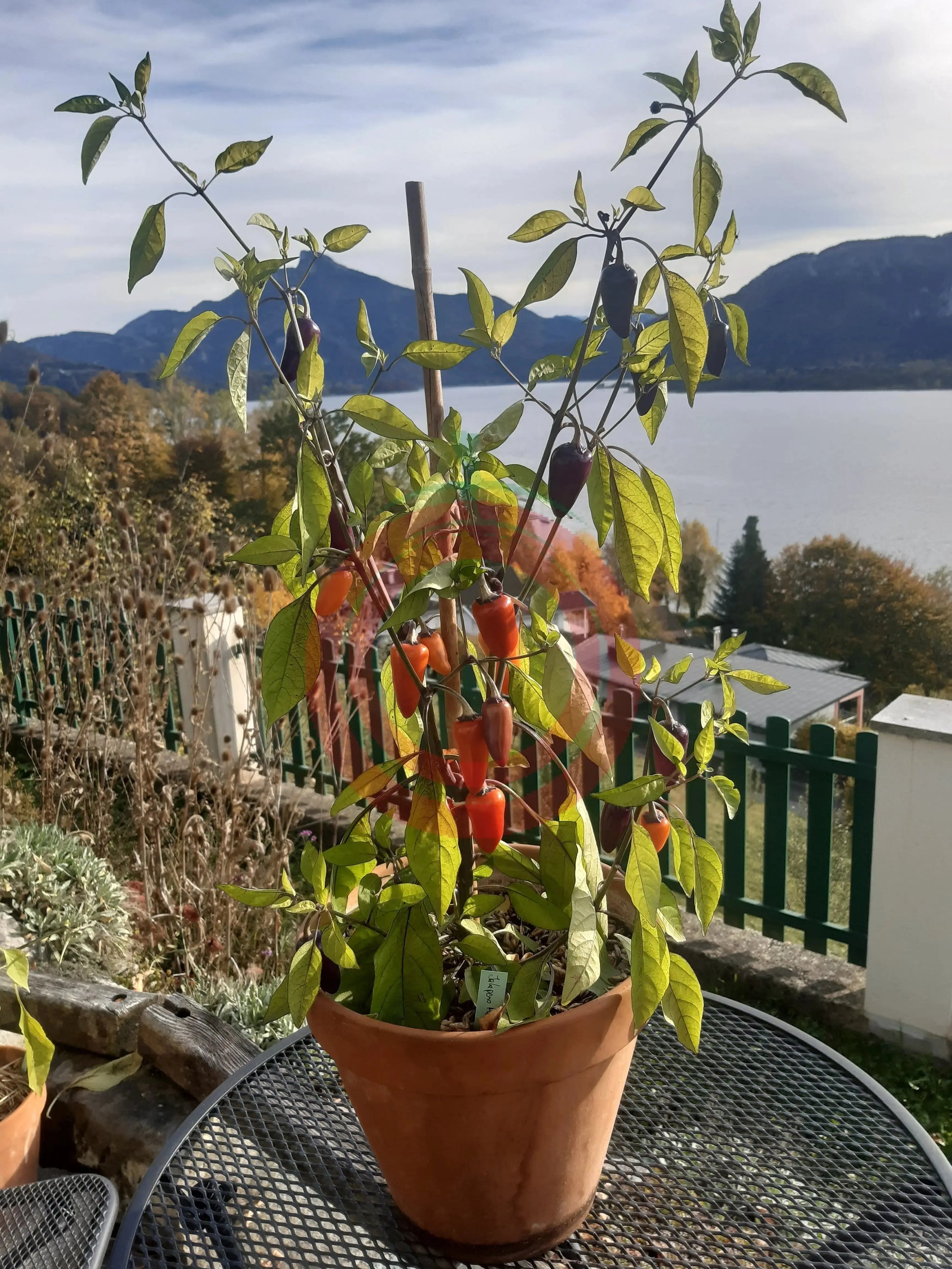 Jalapeño Multicolor DER TOMATENFLÜSTERER