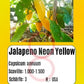 Jalapeno Numex Neon Yellow DER TOMATENFLÜSTERER