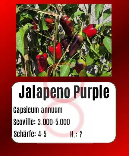 Jalapeno Purple DER TOMATENFLÜSTERER