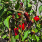 Jalapeno Purple DER TOMATENFLÜSTERER