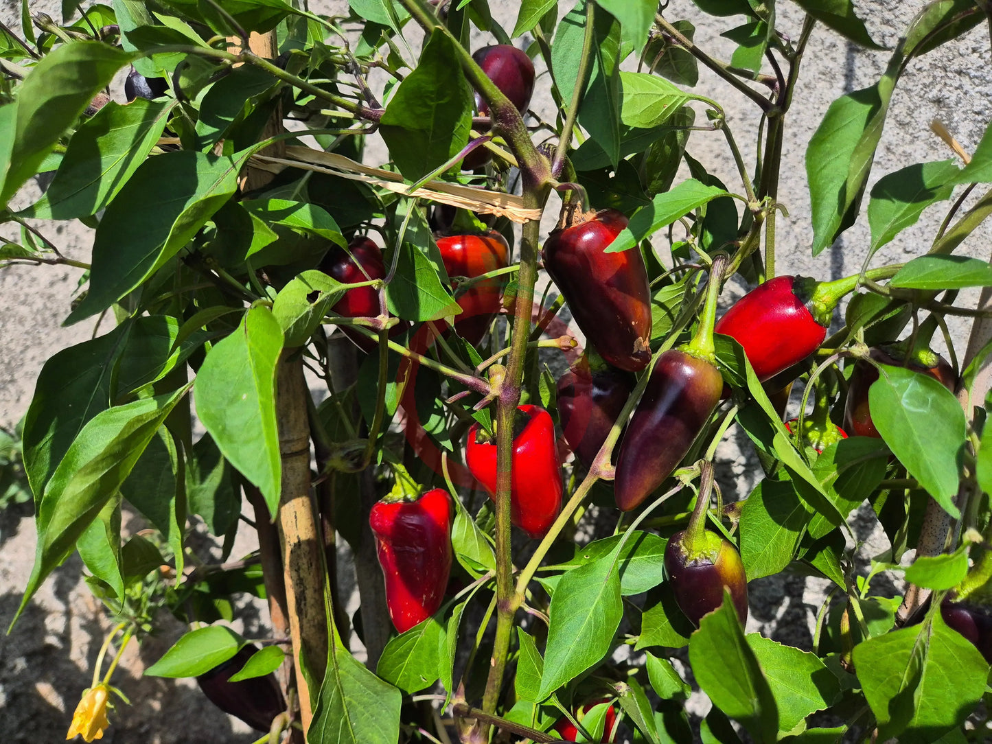 Jalapeno Purple DER TOMATENFLÜSTERER