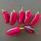 Jalapeno Purple DER TOMATENFLÜSTERER