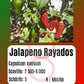 Jalapeno Rayados DER TOMATENFLÜSTERER