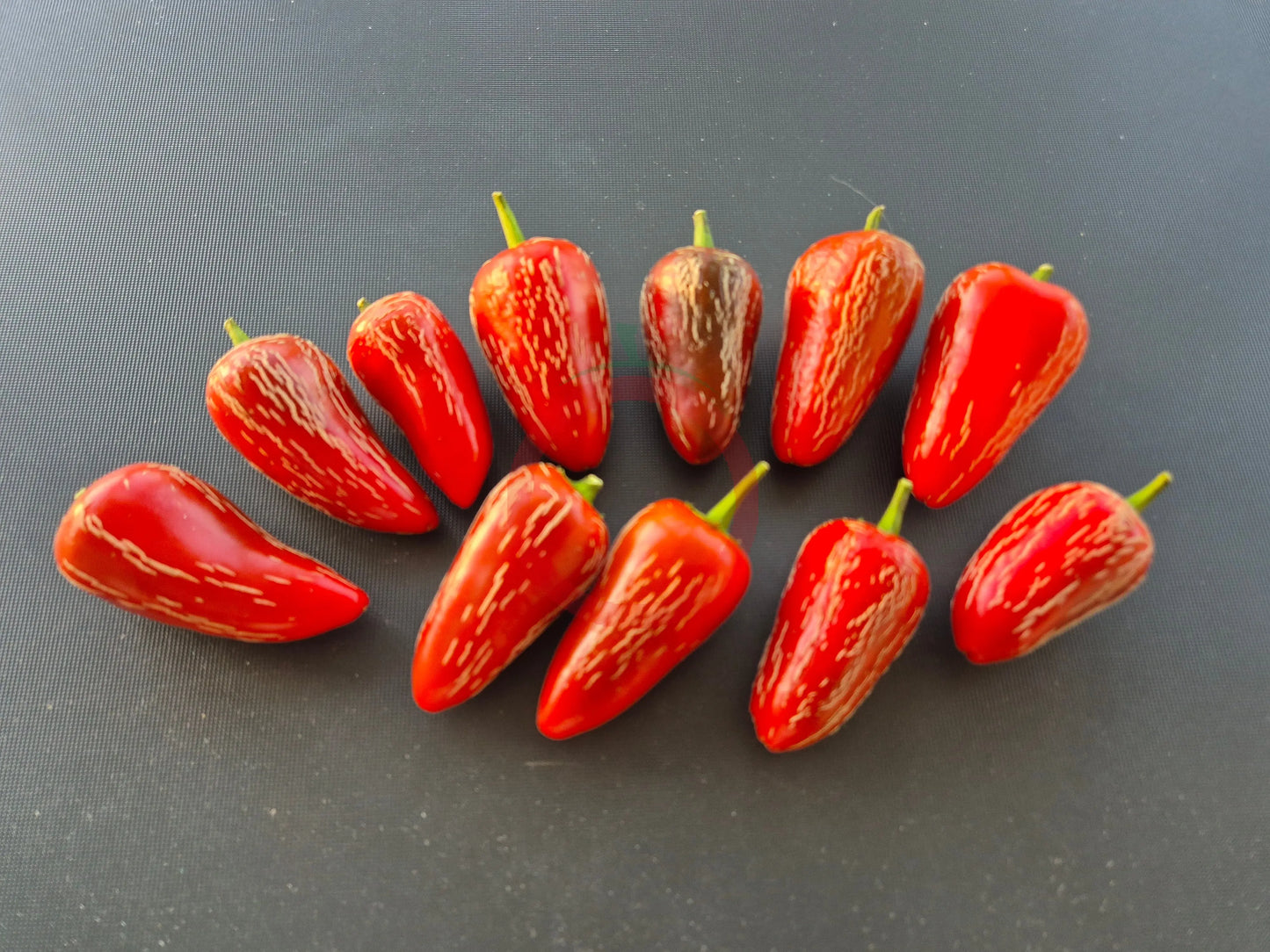 Jalapeno Rayados DER TOMATENFLÜSTERER