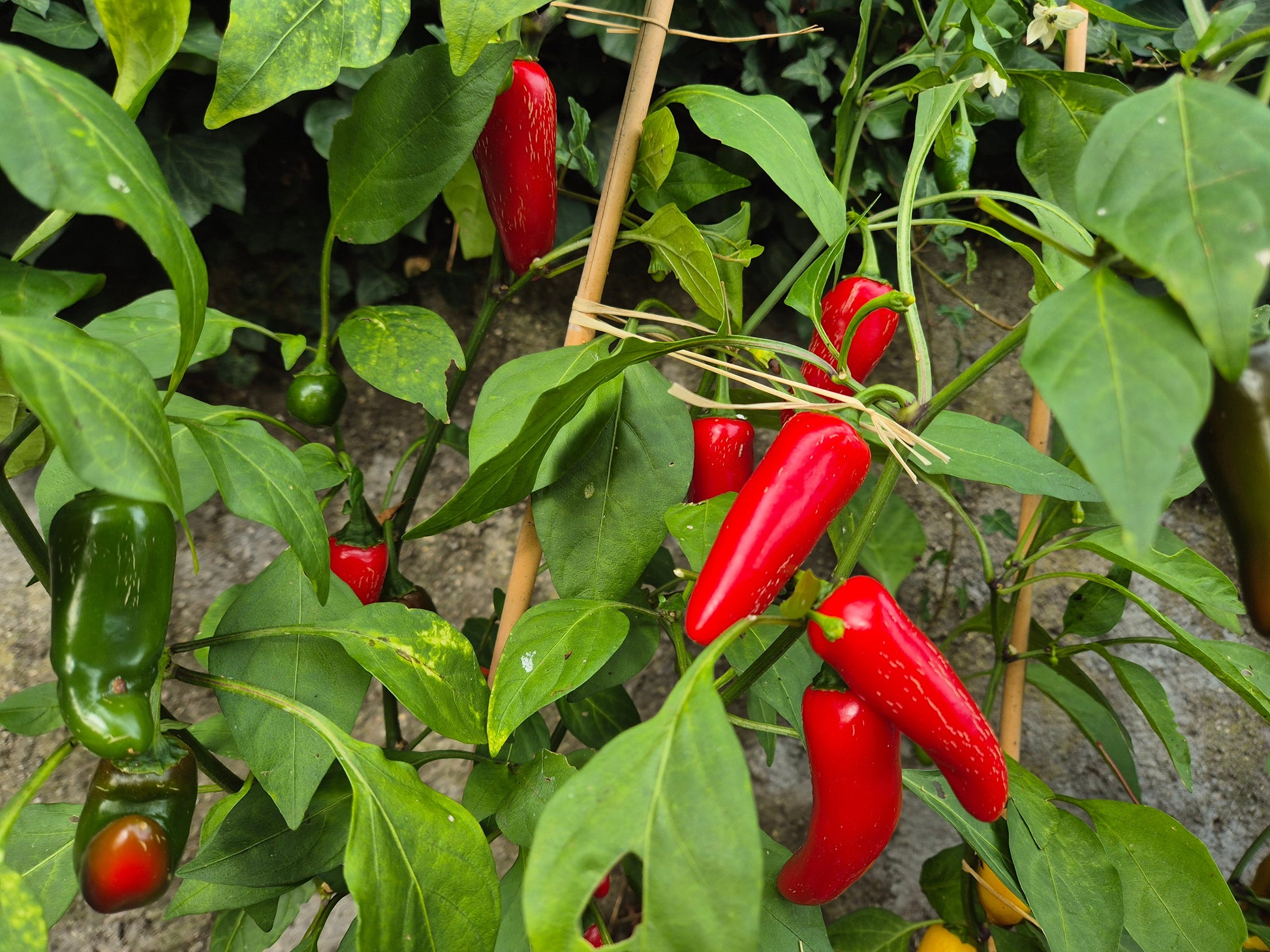 Jalapeno TAM DER TOMATENFLÜSTERER