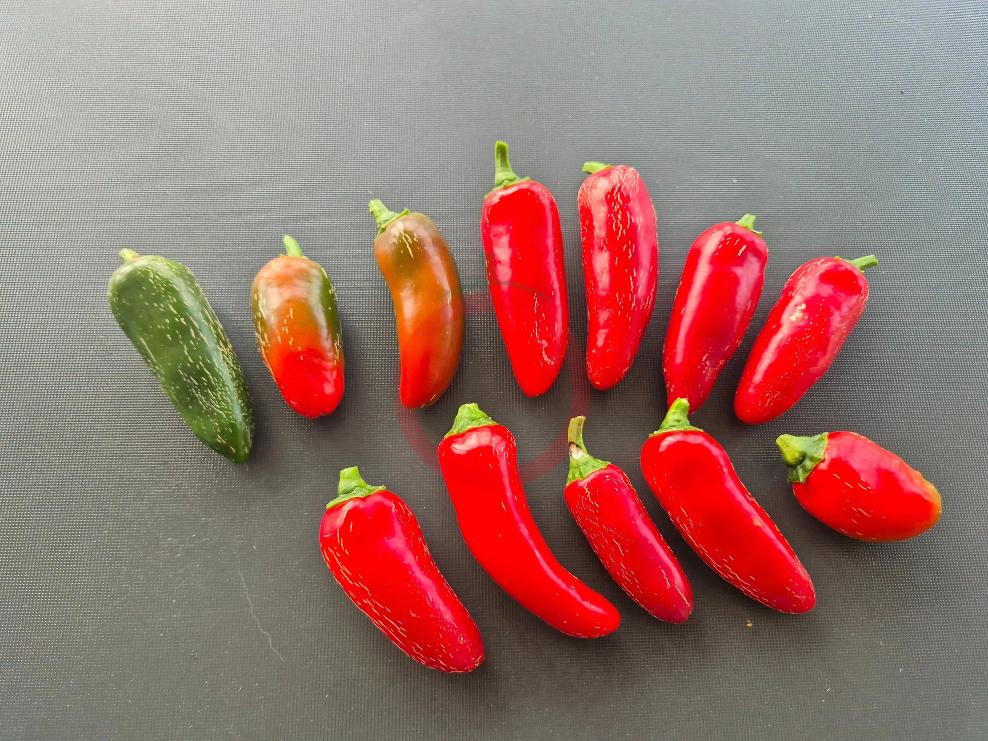 Jalapeno TAM DER TOMATENFLÜSTERER