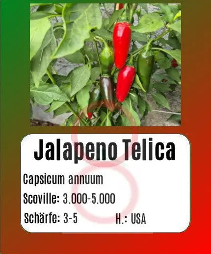 Jalapeno Telica DER TOMATENFLÜSTERER