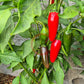 Jalapeno Telica DER TOMATENFLÜSTERER