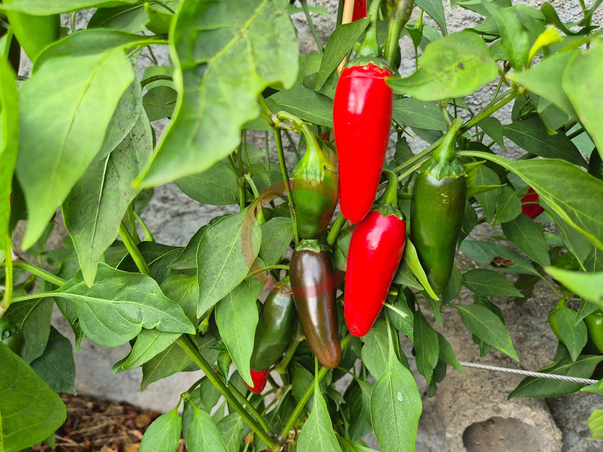 Jalapeno Telica DER TOMATENFLÜSTERER