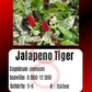 Jalapeno Tiger DER TOMATENFLÜSTERER