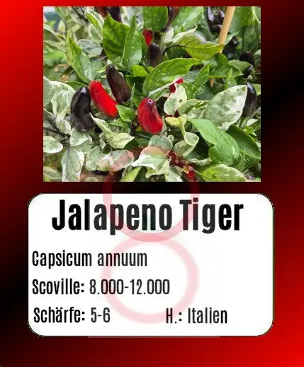 Jalapeno Tiger DER TOMATENFLÜSTERER