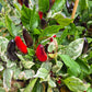 Jalapeno Tiger DER TOMATENFLÜSTERER