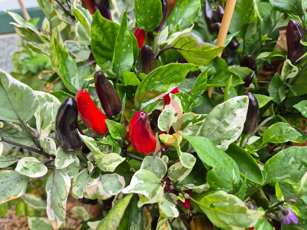 Jalapeno Tiger DER TOMATENFLÜSTERER