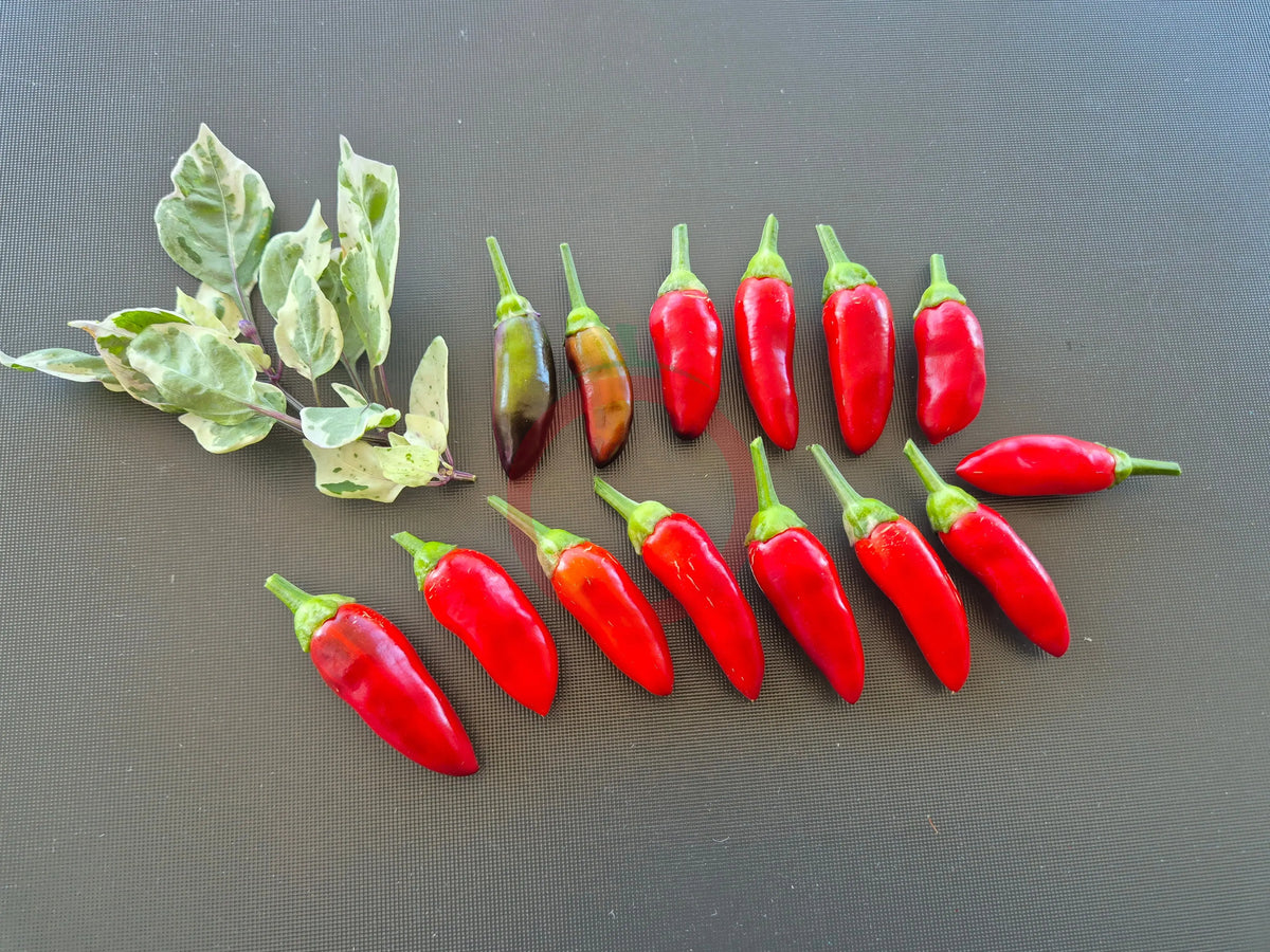 Jalapeno Tiger DER TOMATENFLÜSTERER