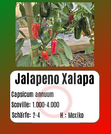 Jalapeno Xalapa DER TOMATENFLÜSTERER