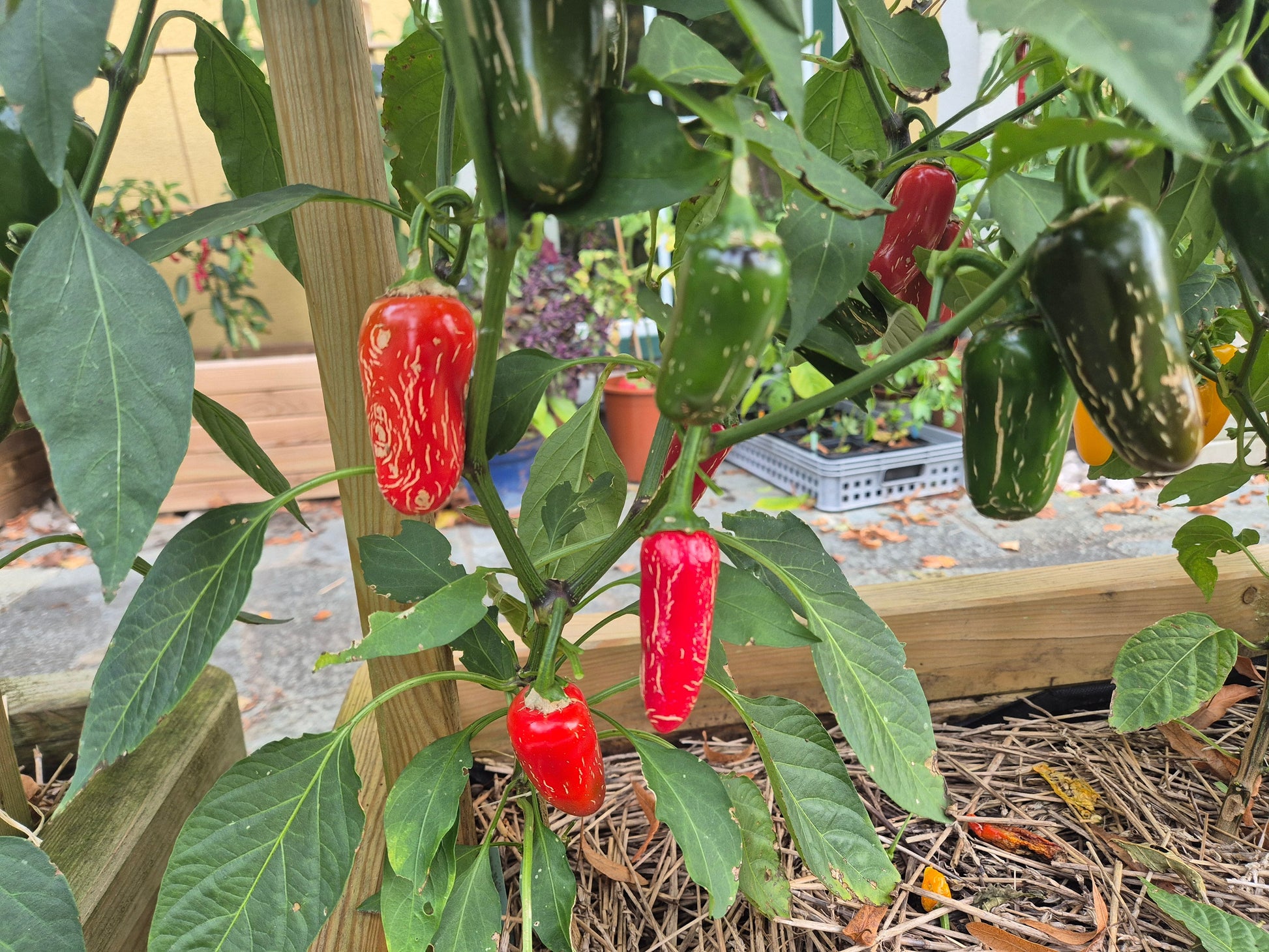 Jalapeno Xalapa DER TOMATENFLÜSTERER