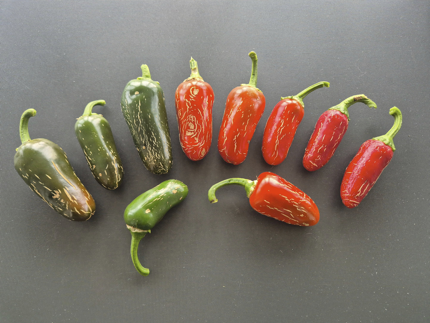 Jalapeno Xalapa DER TOMATENFLÜSTERER