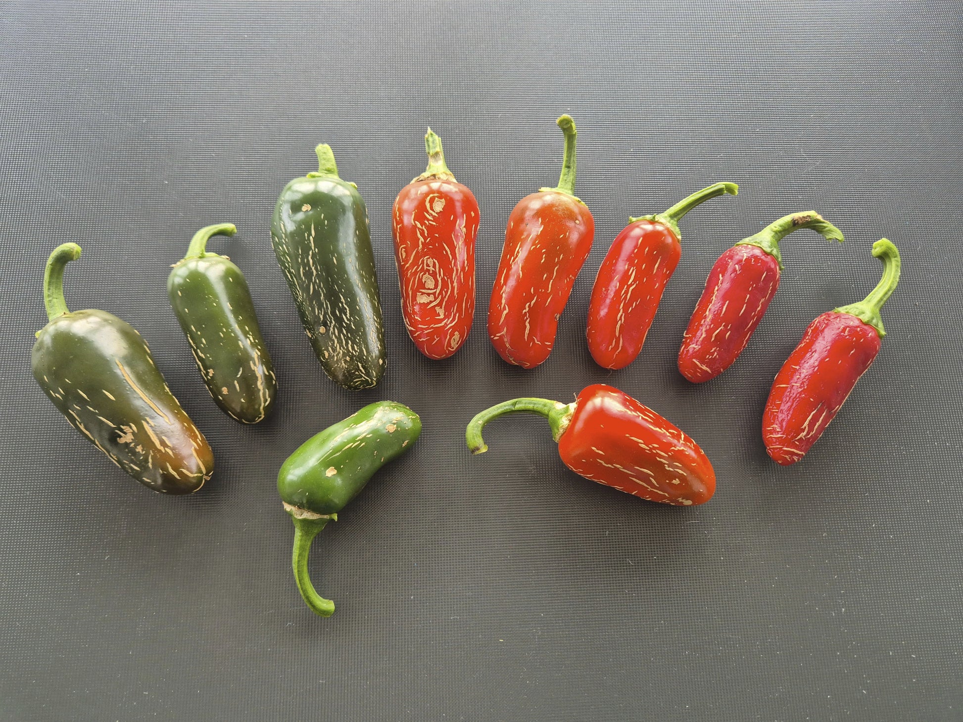 Jalapeno Xalapa DER TOMATENFLÜSTERER