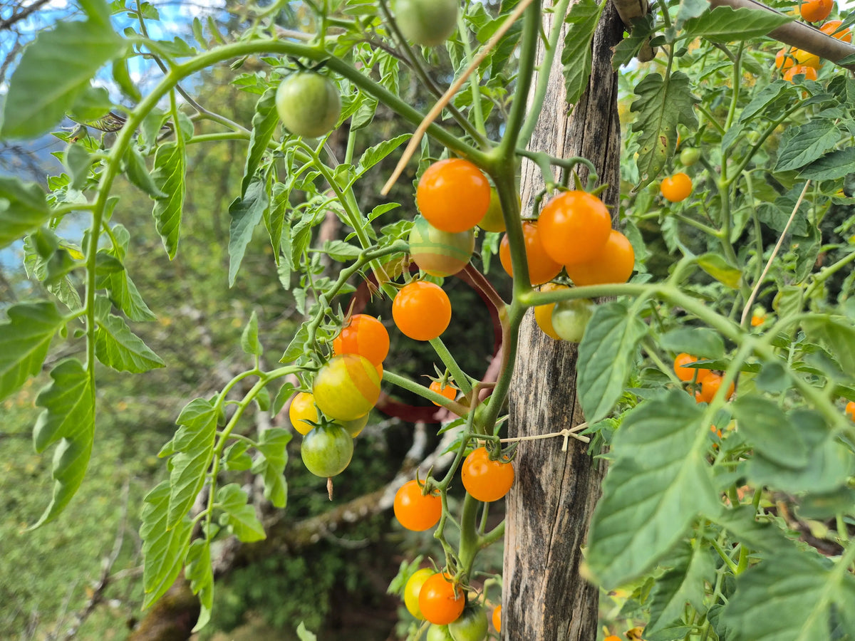 Jamfi DER TOMATENFLÜSTERER