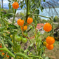Jamfi DER TOMATENFLÜSTERER