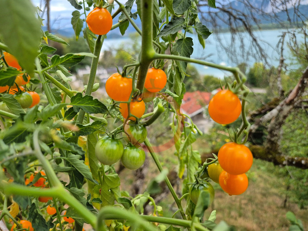 Jamfi DER TOMATENFLÜSTERER