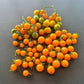 Jamfi DER TOMATENFLÜSTERER