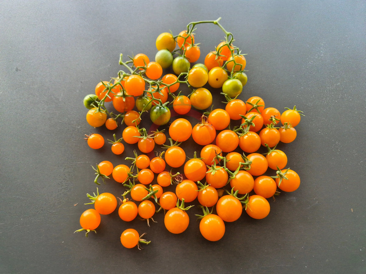 Jamfi DER TOMATENFLÜSTERER