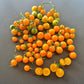 Jamfi DER TOMATENFLÜSTERER