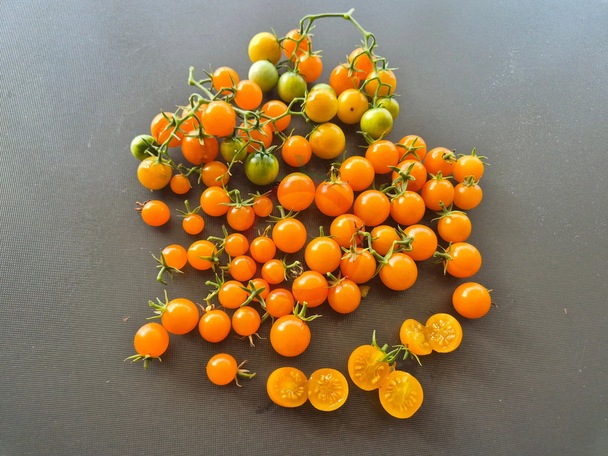 Jamfi DER TOMATENFLÜSTERER