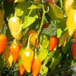Jamy Chili DER TOMATENFLÜSTERER
