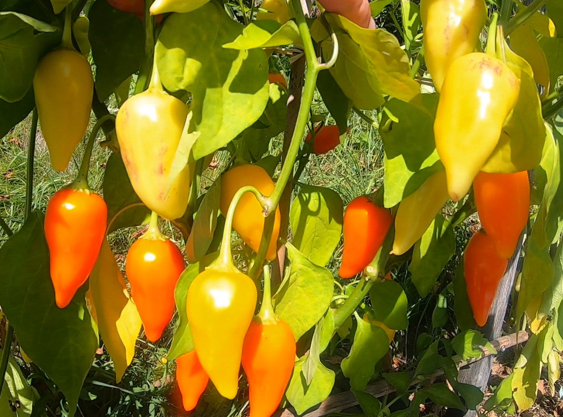 Jamy Chili DER TOMATENFLÜSTERER