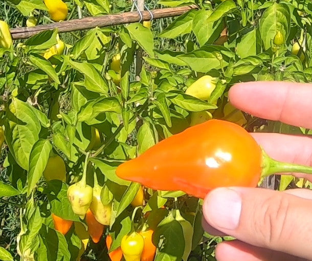 Jamy Chili DER TOMATENFLÜSTERER