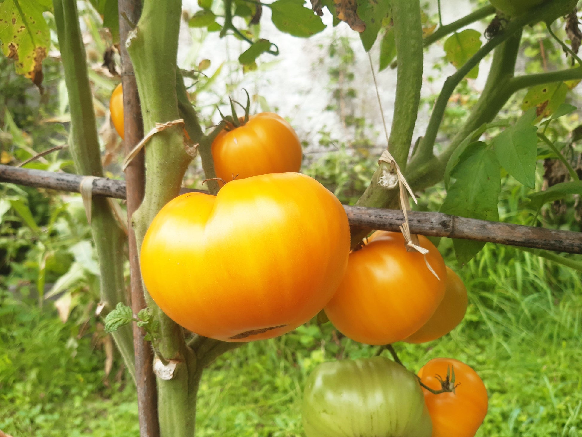 Janet´s Jacinthe Jewel DER TOMATENFLÜSTERER