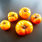 Janet´s Jacinthe Jewel DER TOMATENFLÜSTERER