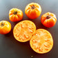 Janet´s Jacinthe Jewel DER TOMATENFLÜSTERER