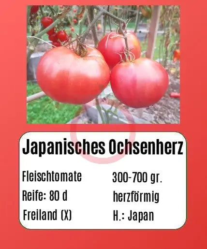 Japanisches Ochsenherz DER TOMATENFLÜSTERER