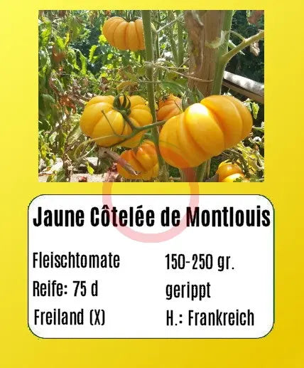 Jaune Côtelée de Montlouis DER TOMATENFLÜSTERER