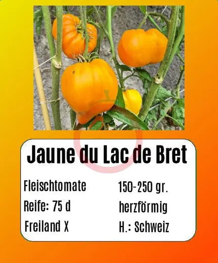 Jaune du Lac de Bret DER TOMATENFLÜSTERER