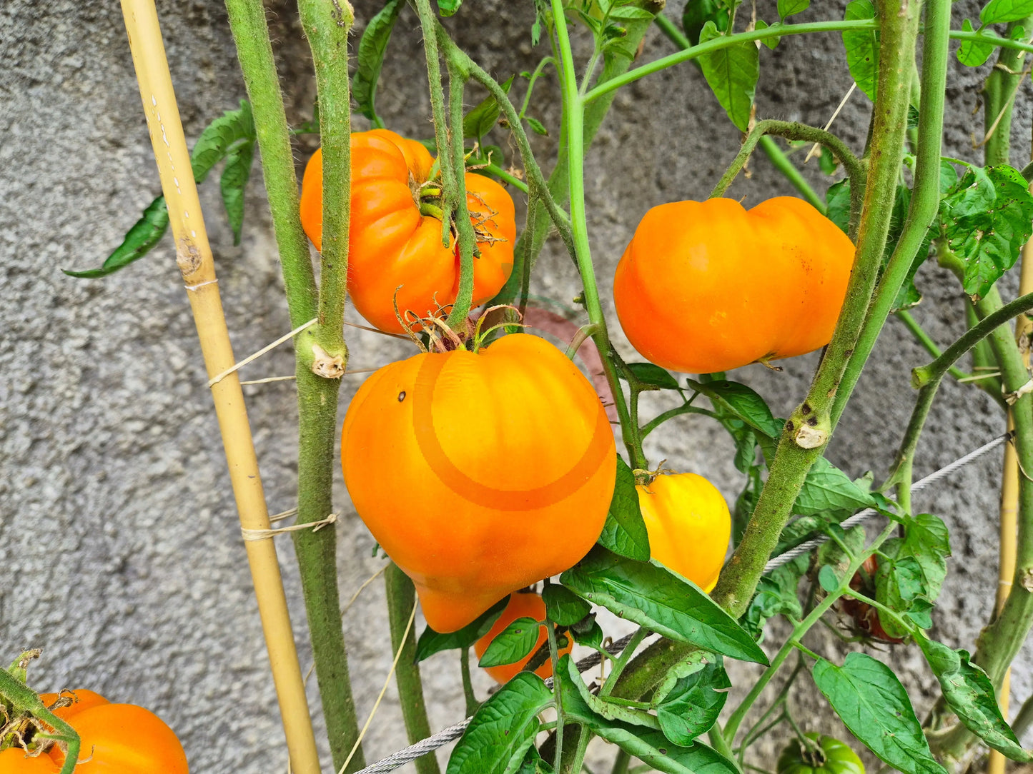 Jaune du Lac de Bret DER TOMATENFLÜSTERER