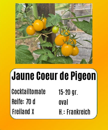 Jaune Coeur de Pigeon