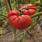 Jennie DER TOMATENFLÜSTERER