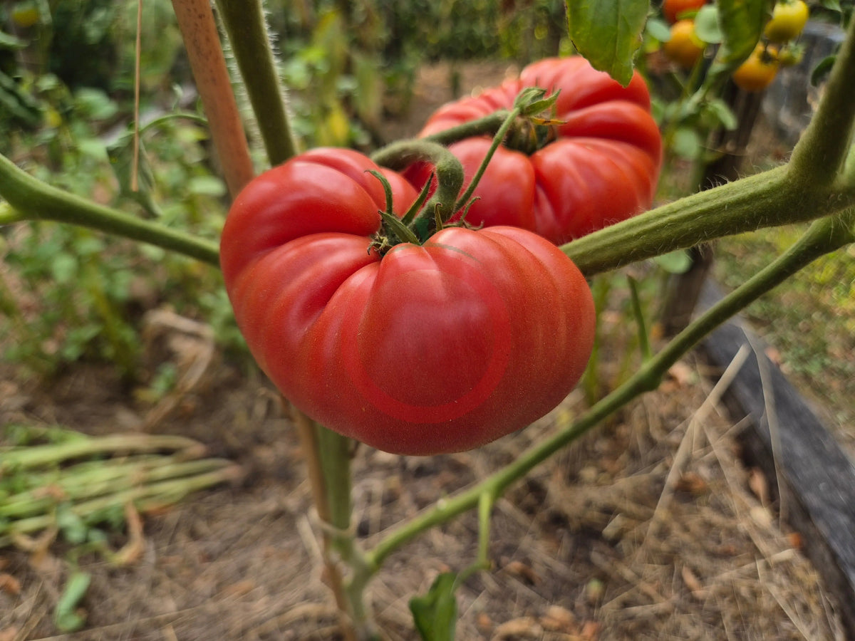 Jennie DER TOMATENFLÜSTERER