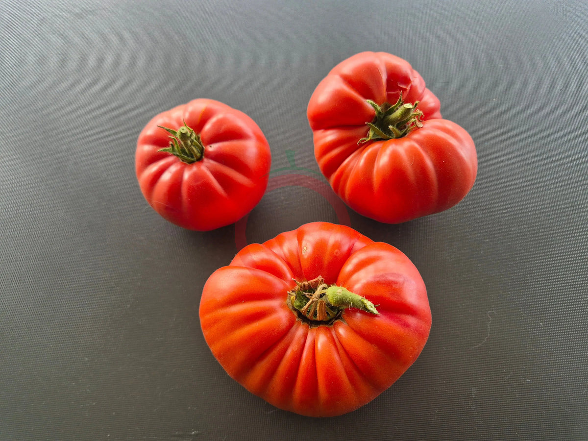 Jennie DER TOMATENFLÜSTERER