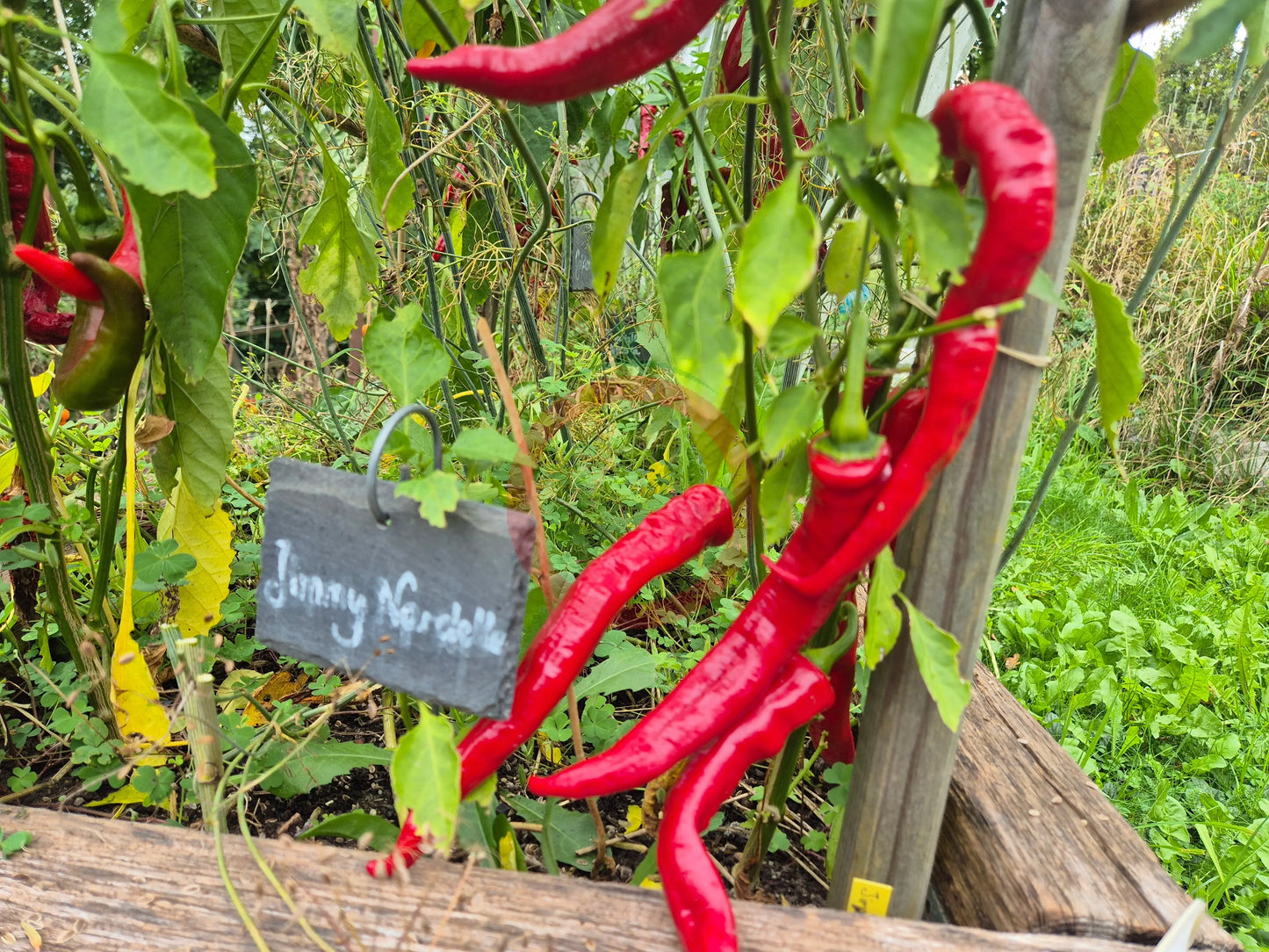Jimmy Nardello´s DER TOMATENFLÜSTERER