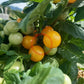 Jochalos DER TOMATENFLÜSTERER