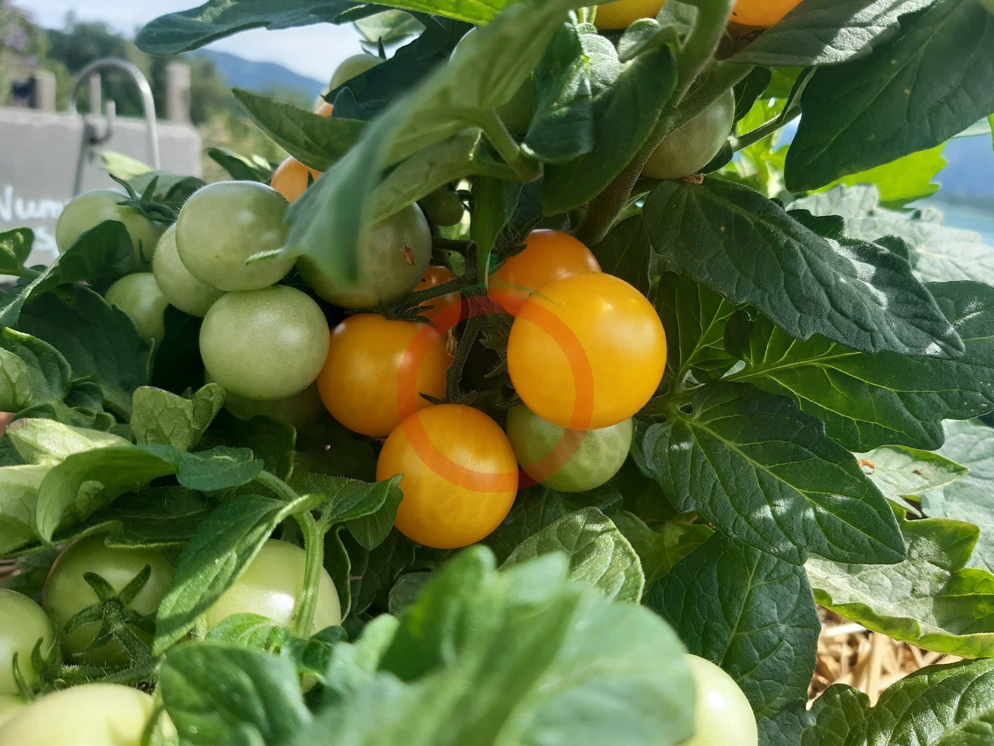 Jochalos DER TOMATENFLÜSTERER