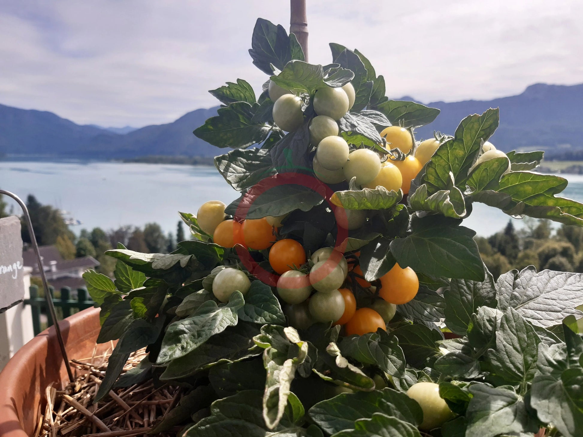 Jochalos DER TOMATENFLÜSTERER